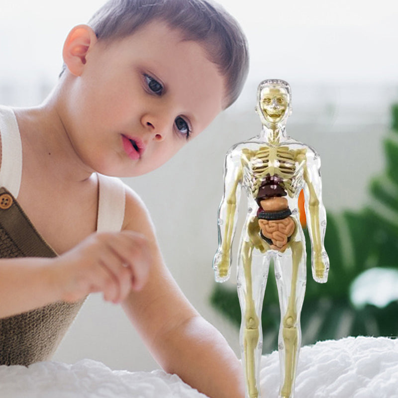 3D-Anatomie-Menschenmodell für Kinder